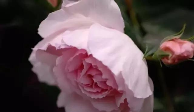 给大家介绍一下玫瑰品种,玫瑰的品种及特点介绍