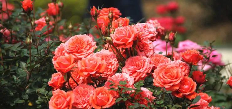 温泉度假酒店推荐广东从化,温泉度假酒店亲子游从化