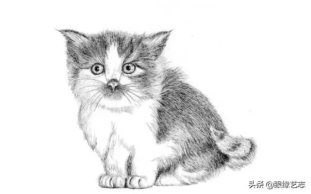 画小花猫简笔画彩色图片,画小花猫素描画