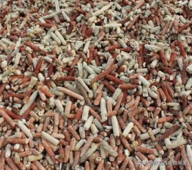 大田种大球盖菇如何冬季出菇,大球盖菇栽培技术分析图