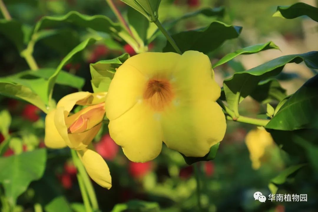 秋日识花：可爱紫红爱明黄