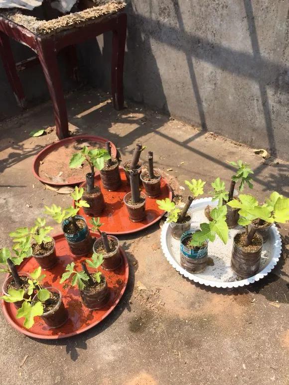 一根枝条插土里怎么生根,下山老桩扦插生根最快方法