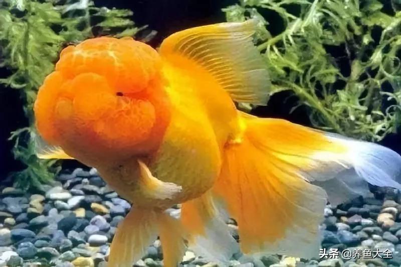 什么金鱼好养又好看,养哪种金鱼又好看又好养