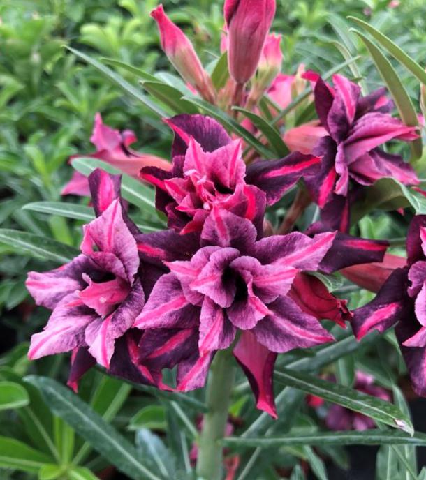 适合阳台种的带香味的花,香味最浓的阳台月季排名