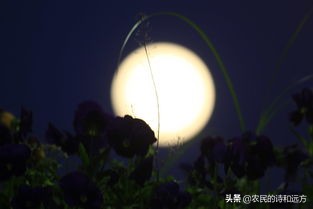 苏轼的水调歌头婵娟表达了什么,千里共婵娟是苏轼什么时候写