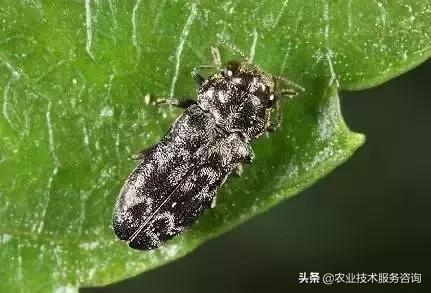 柑橘虫害高清图谱及防治方法,柑橘虫害物理消灭