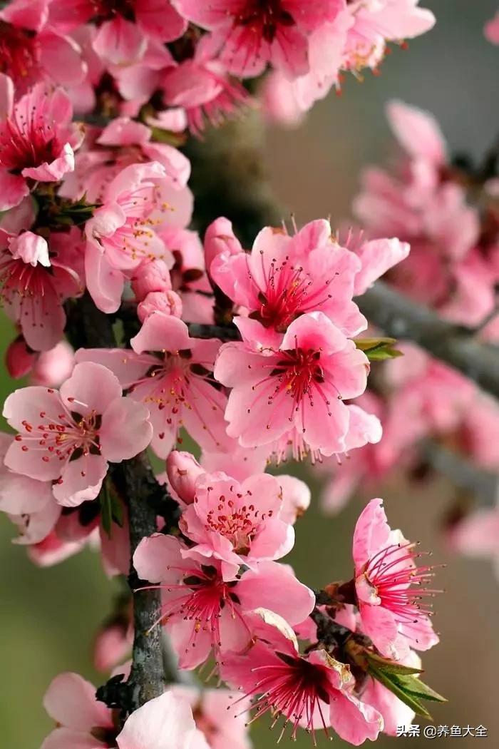 一至十二月的花期,12月到2月份的花期