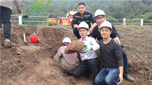 重庆白蚁的消灭方法,重庆沙坪坝灭白蚁公司电话