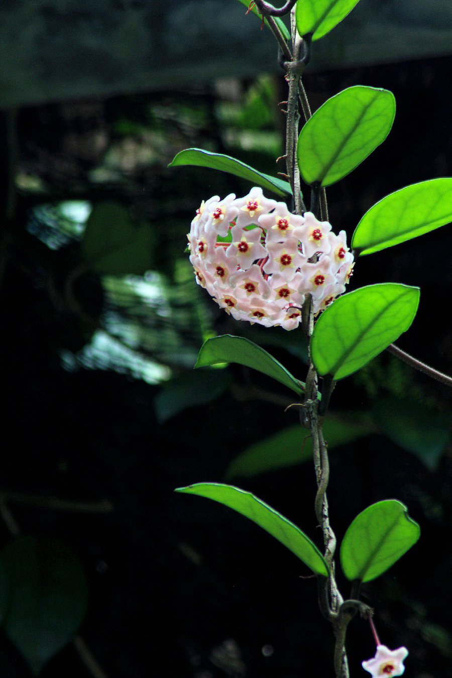上墙花卉造型,阴面墙爬墙花卉哪些最好养