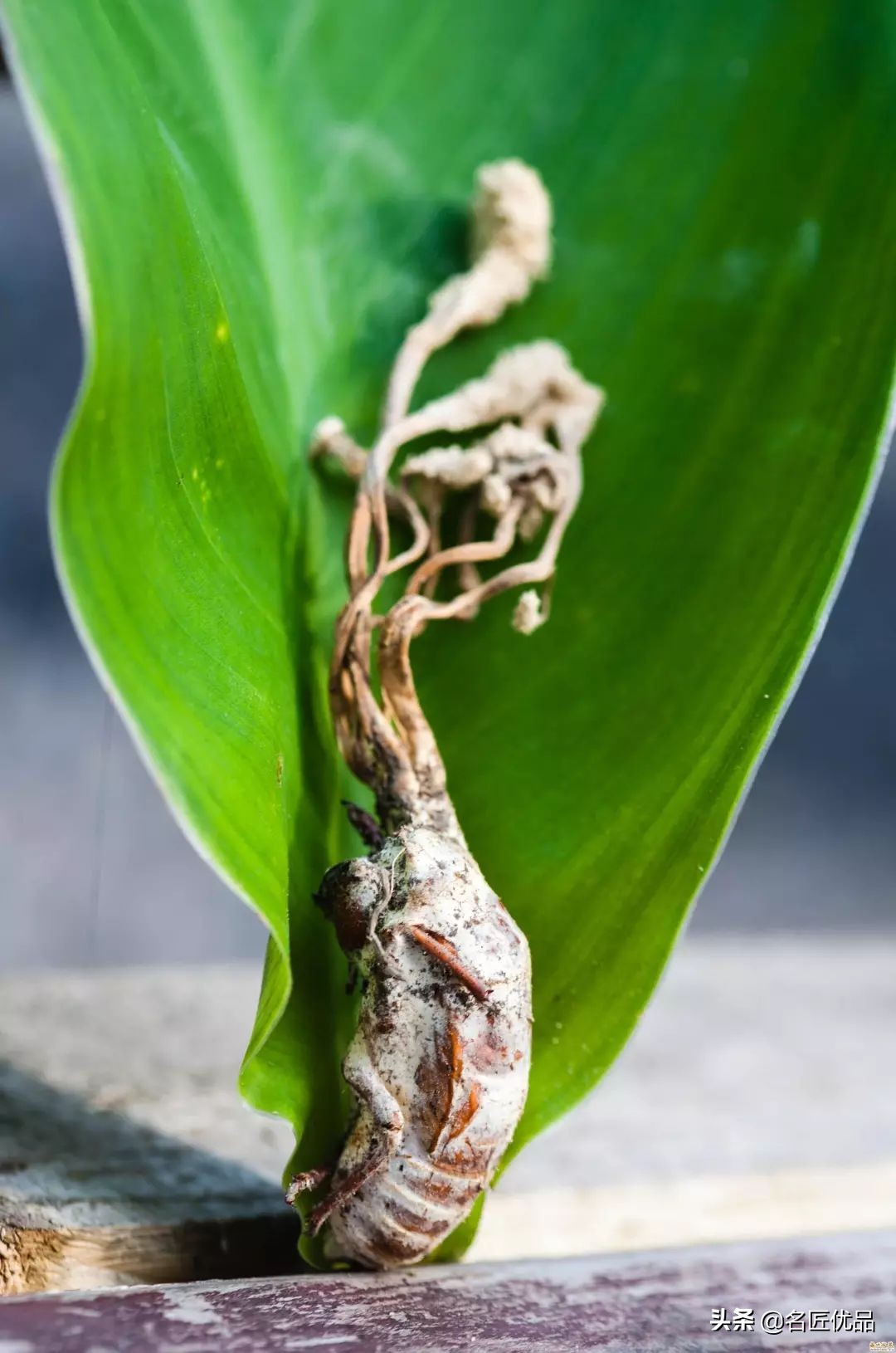 杨金荣红木大师,杨金荣红木工艺
