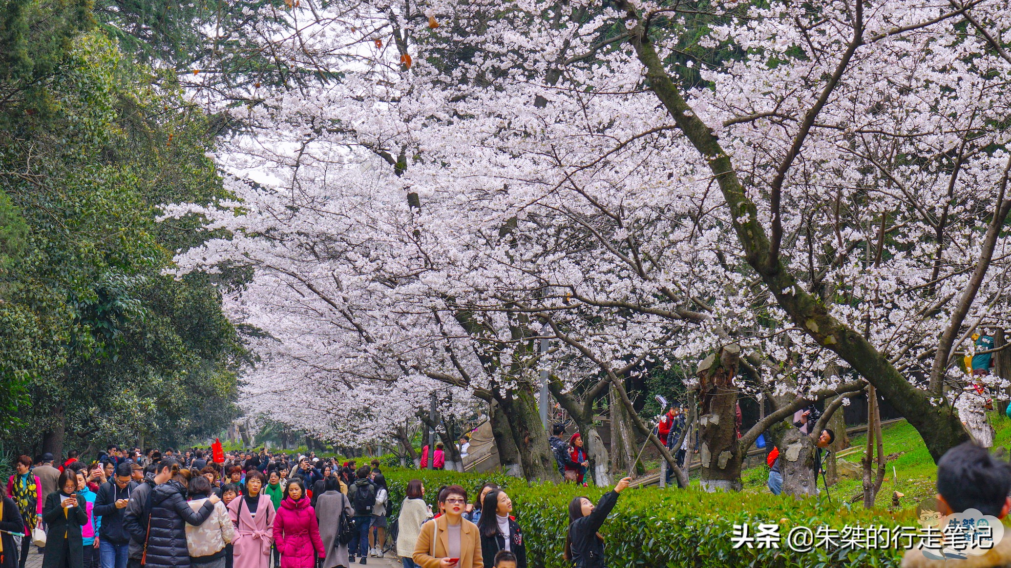 各个品种的樱花竞相开放,各个品种的樱花竞相开放争奇斗艳