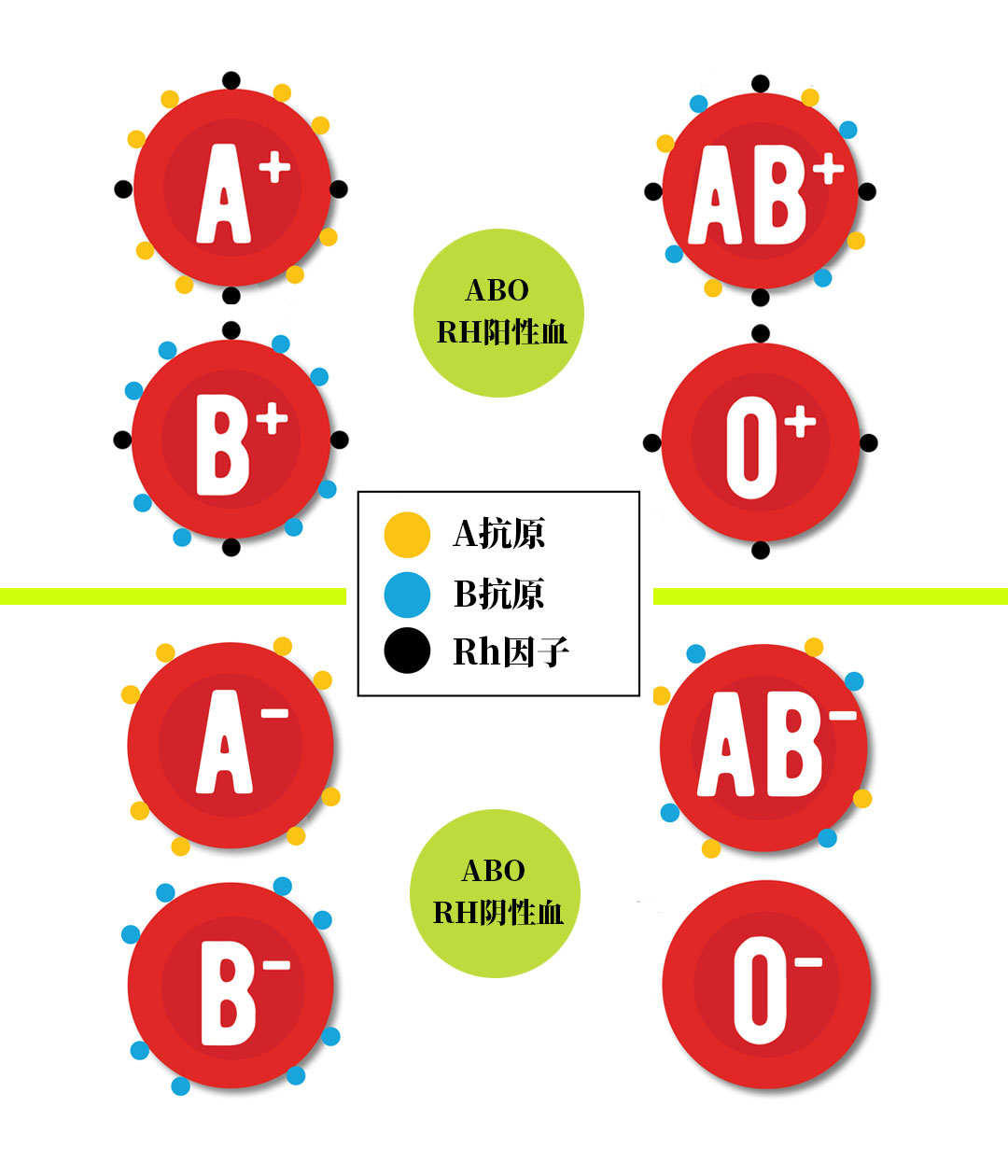 abo和rh血型有什么关系,abo血型和rh血型系统的区别