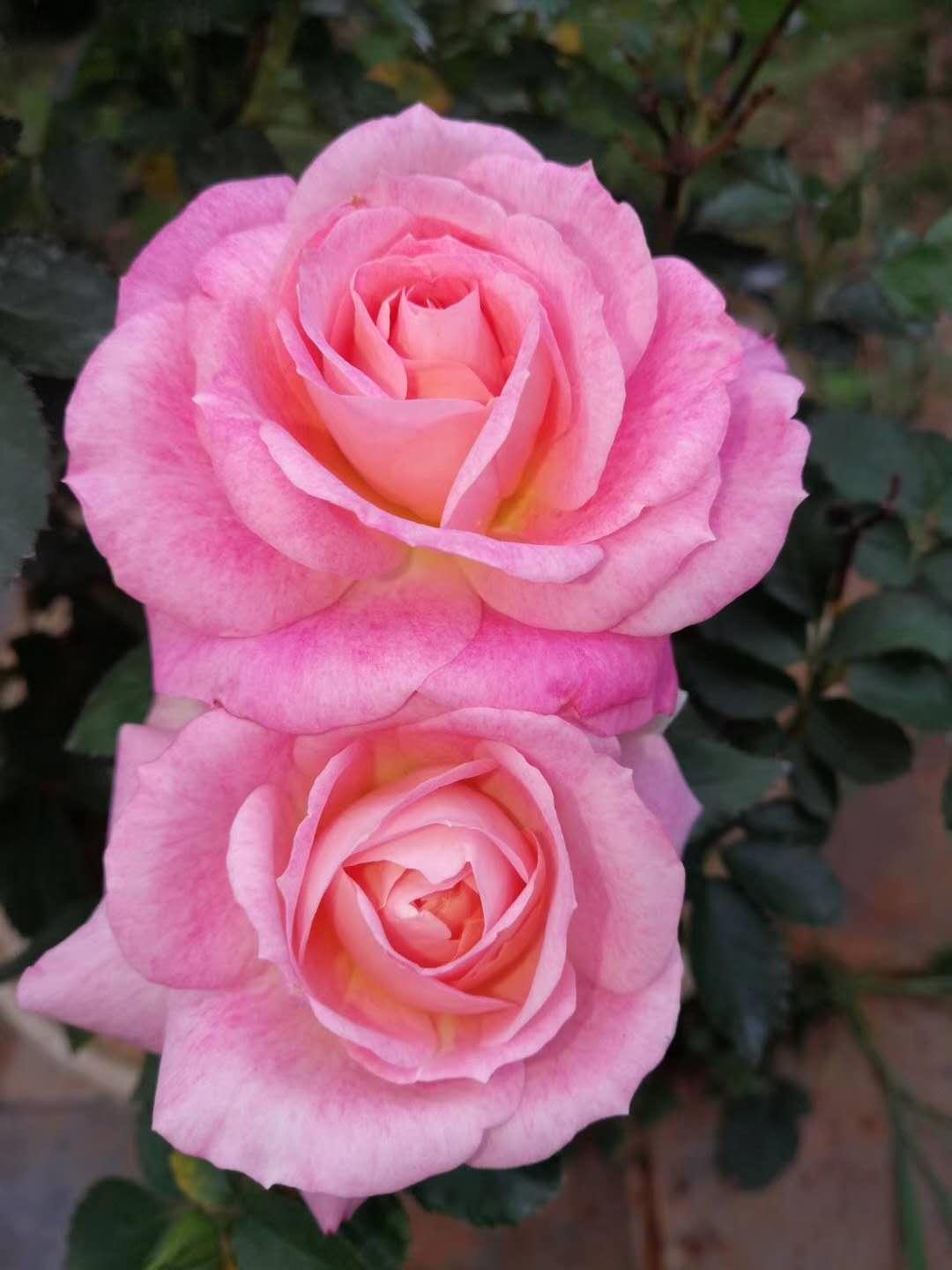 云南省通海县骄阳花卉种苗专业合作社风采（组图）