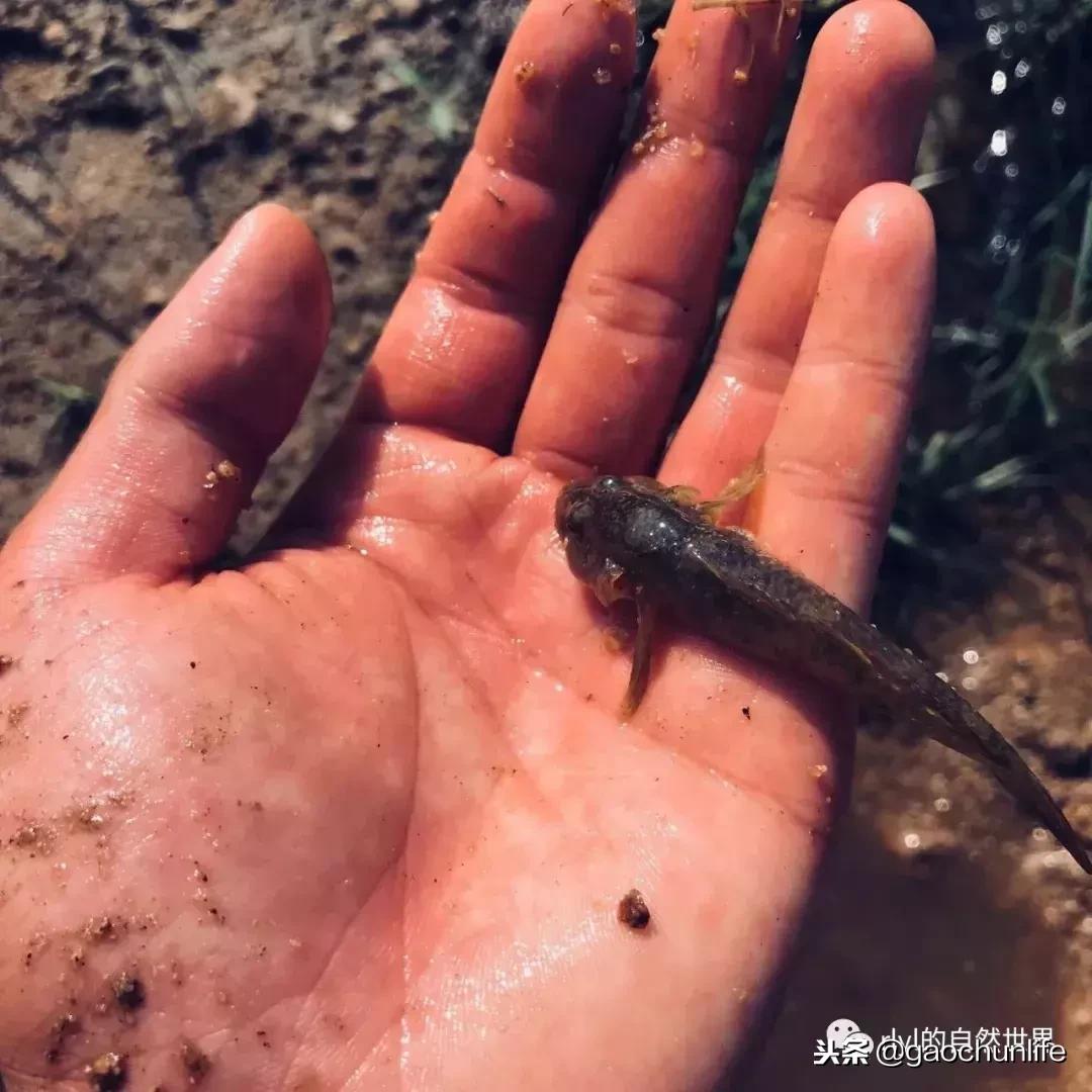 草龟难养,养草龟笔记