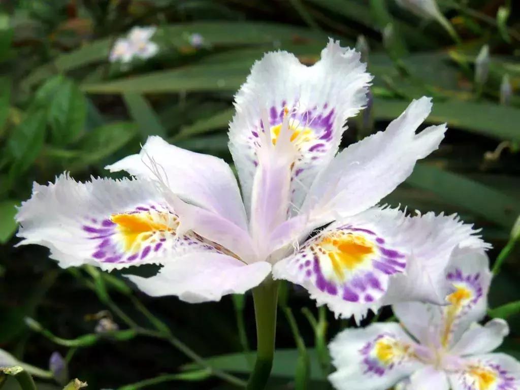 好书推荐快来领取你的宝藏书单,100种百花图谱大全