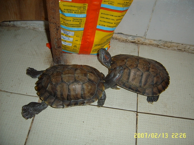 日本老人养一只大乌龟,养12年的大乌龟被找到