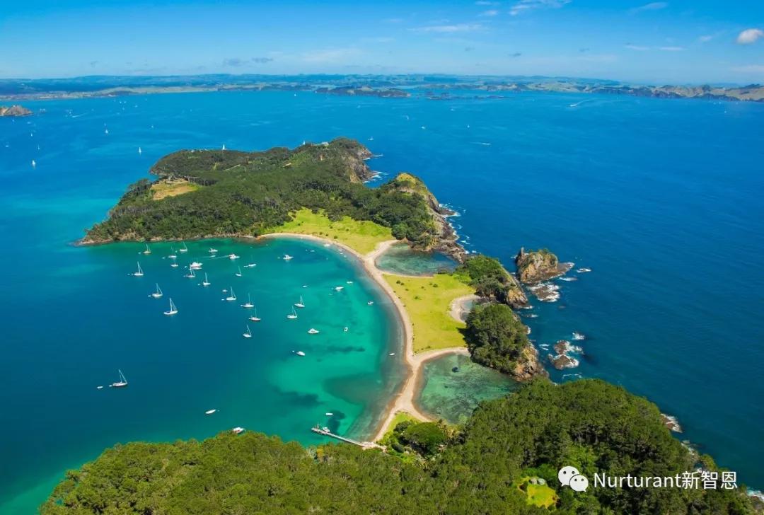 nurturant新智恩,新西兰新智恩营养品