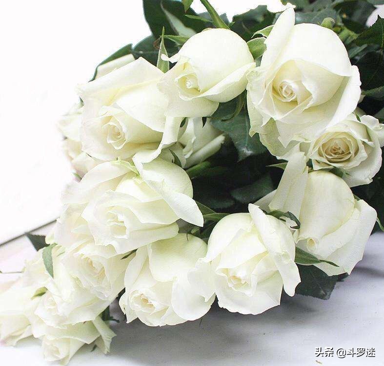 玫瑰花的寓意和作用,玫瑰花的寓意和风水