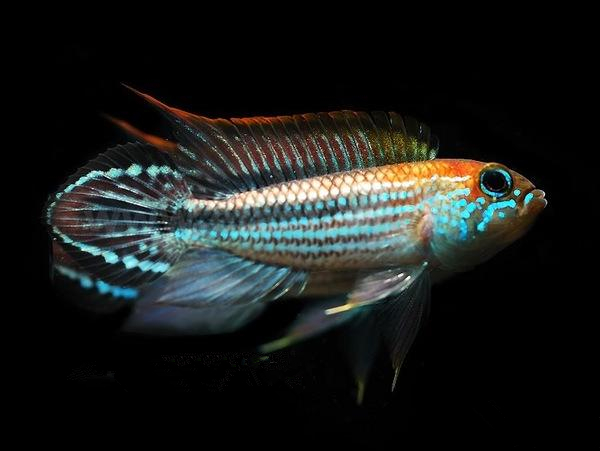 养观赏鱼小知识大全,养观赏鱼知识大全