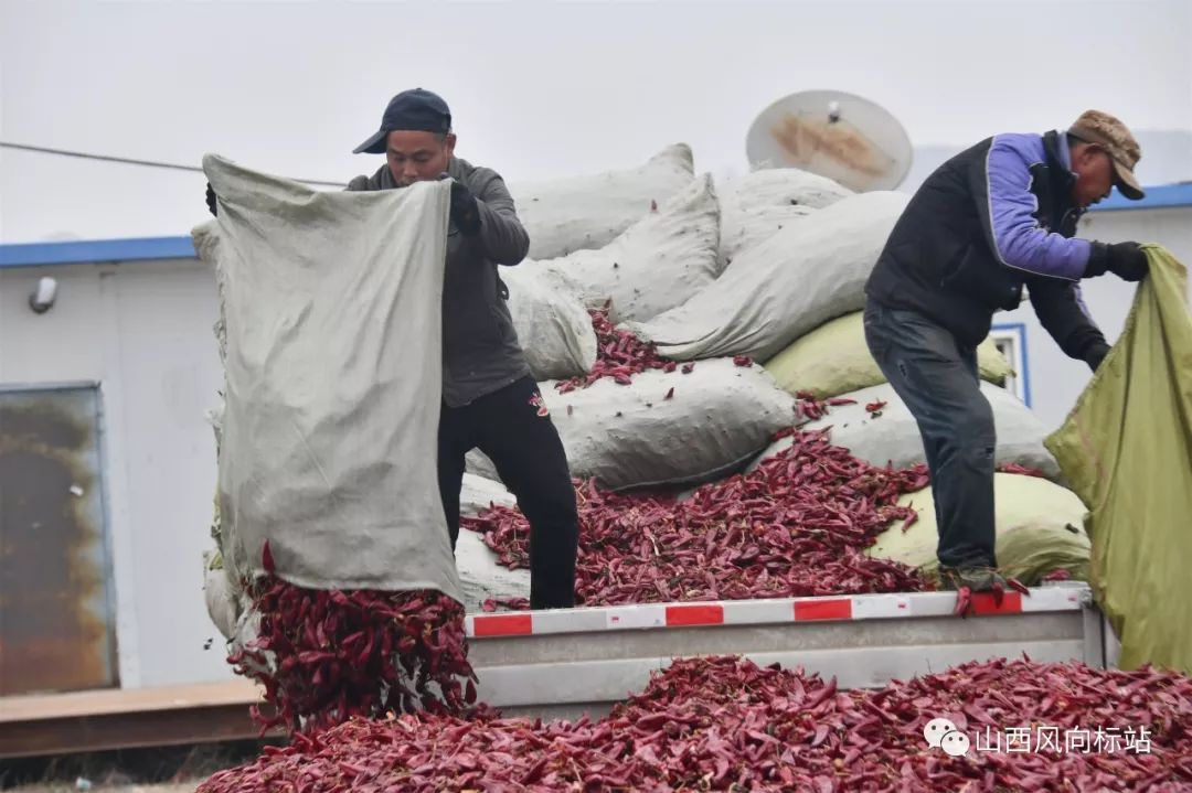 忻州曹张高村辣椒,山西忻州辣椒迎丰收椒农笑开颜