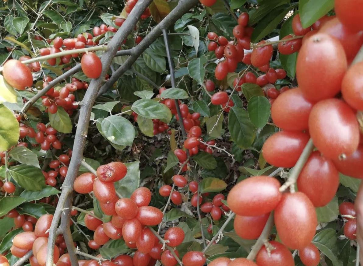 农村山谷下，有1种“羊奶果”，远处看像“西红柿”，珍贵，值钱