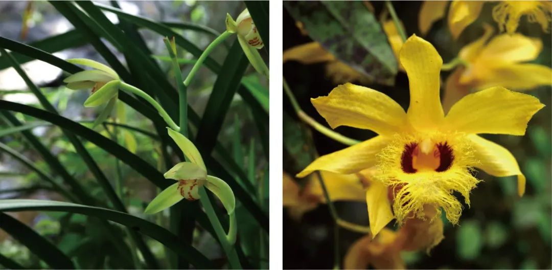 天价交易下历尽劫难的野生兰花，终于有了“护身符”