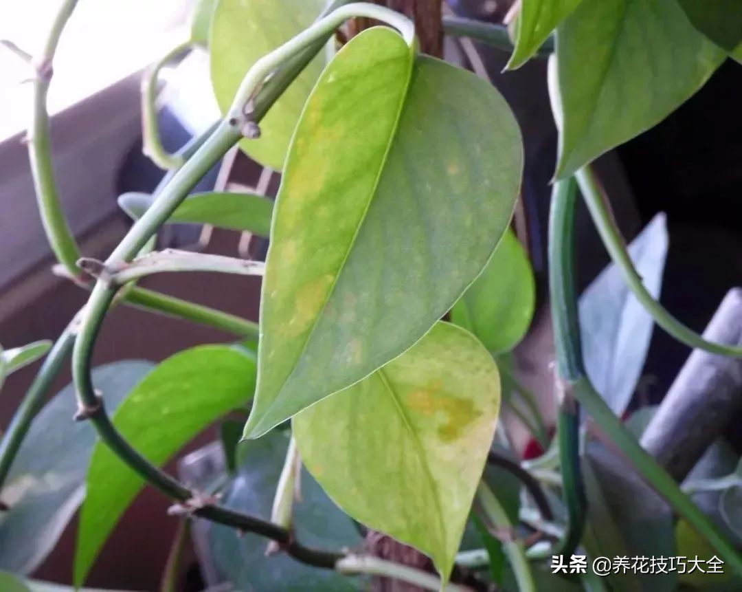 绿萝水培扦插生根最快方法,绿萝剪枝扦插方法水培教程