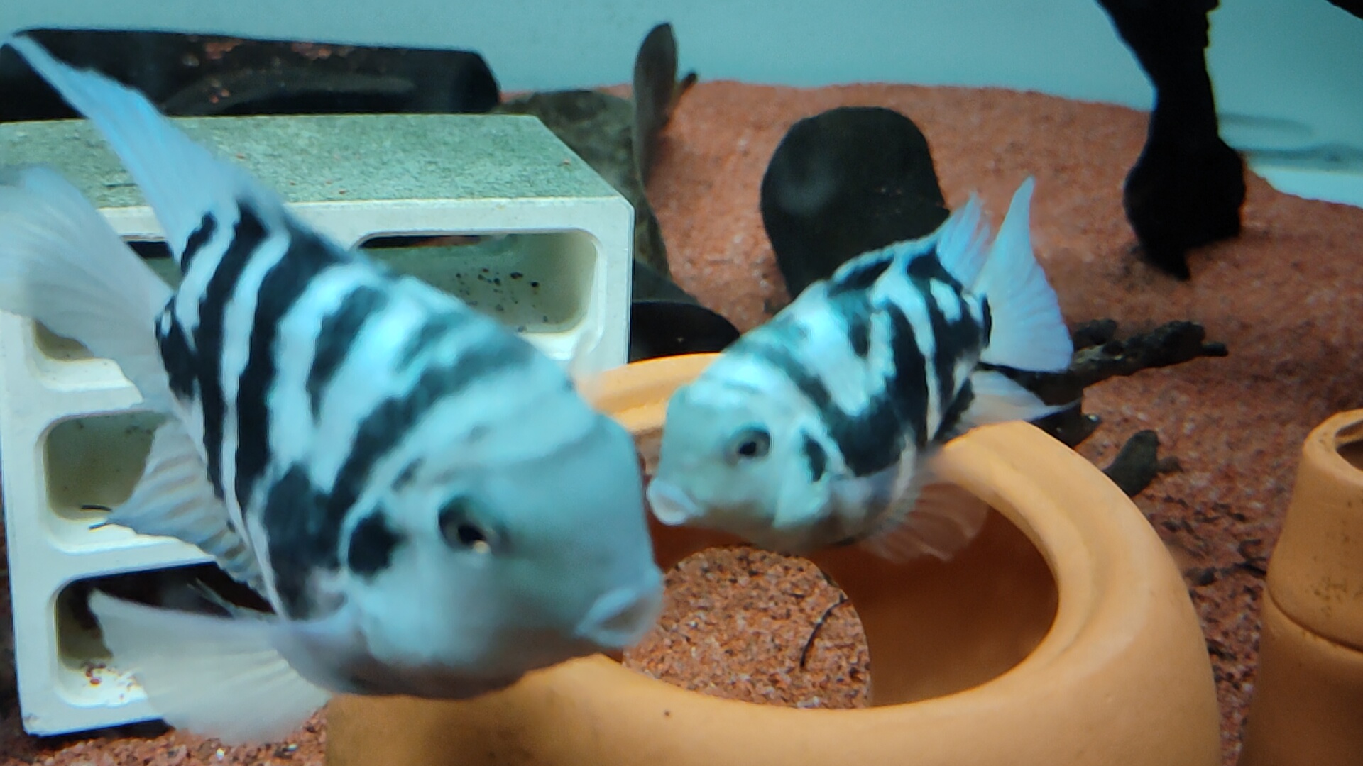 2至3厘米的迷你鹦鹉鱼怎么分公母,迷你鹦鹉鱼公母打架怎么繁殖