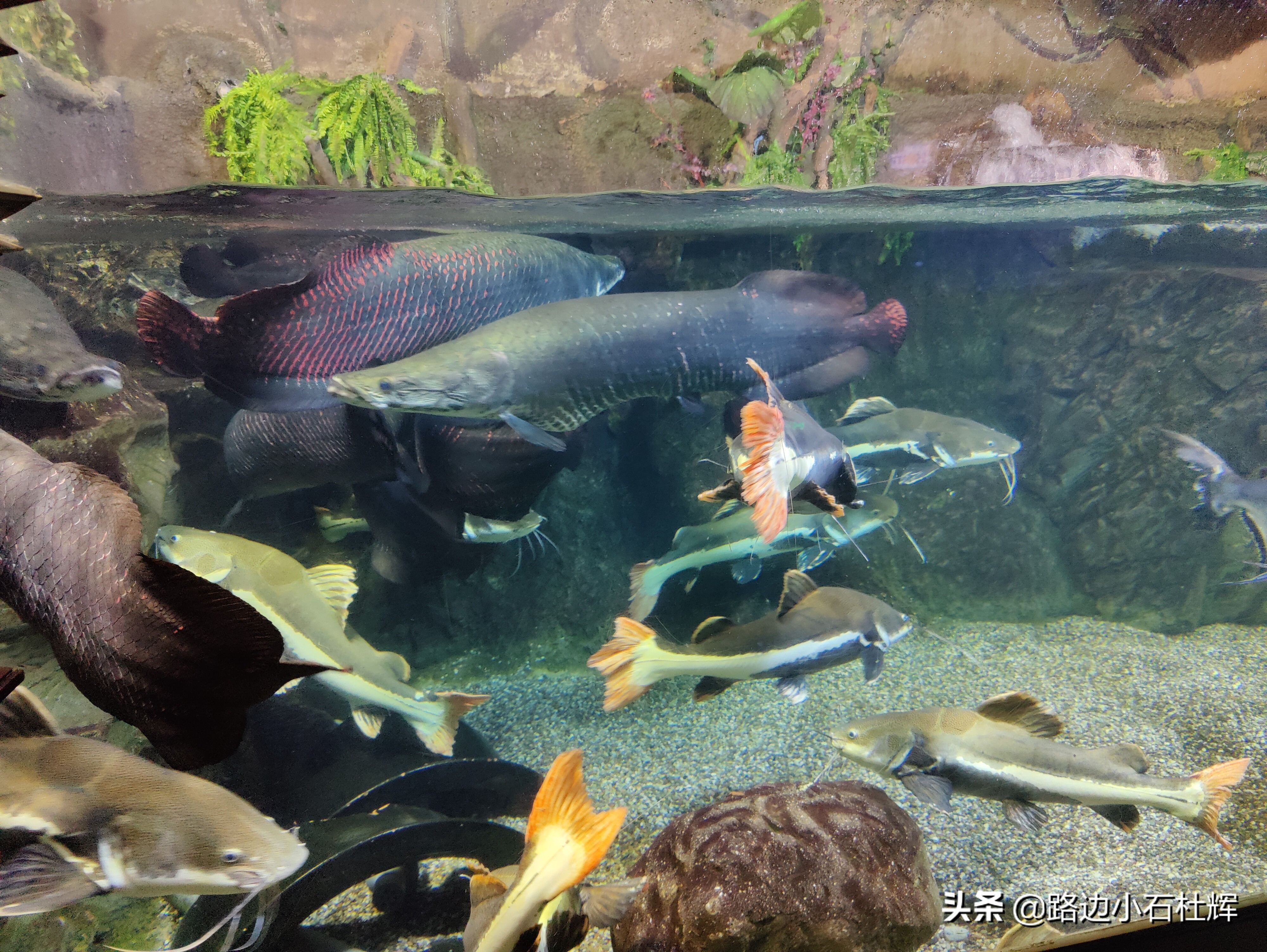 北京海洋馆旅游详细攻略,海洋馆北京海底世界游玩路线