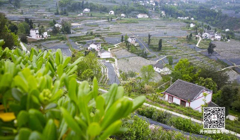 重庆斗茶大赛,重庆市斗茶大赛