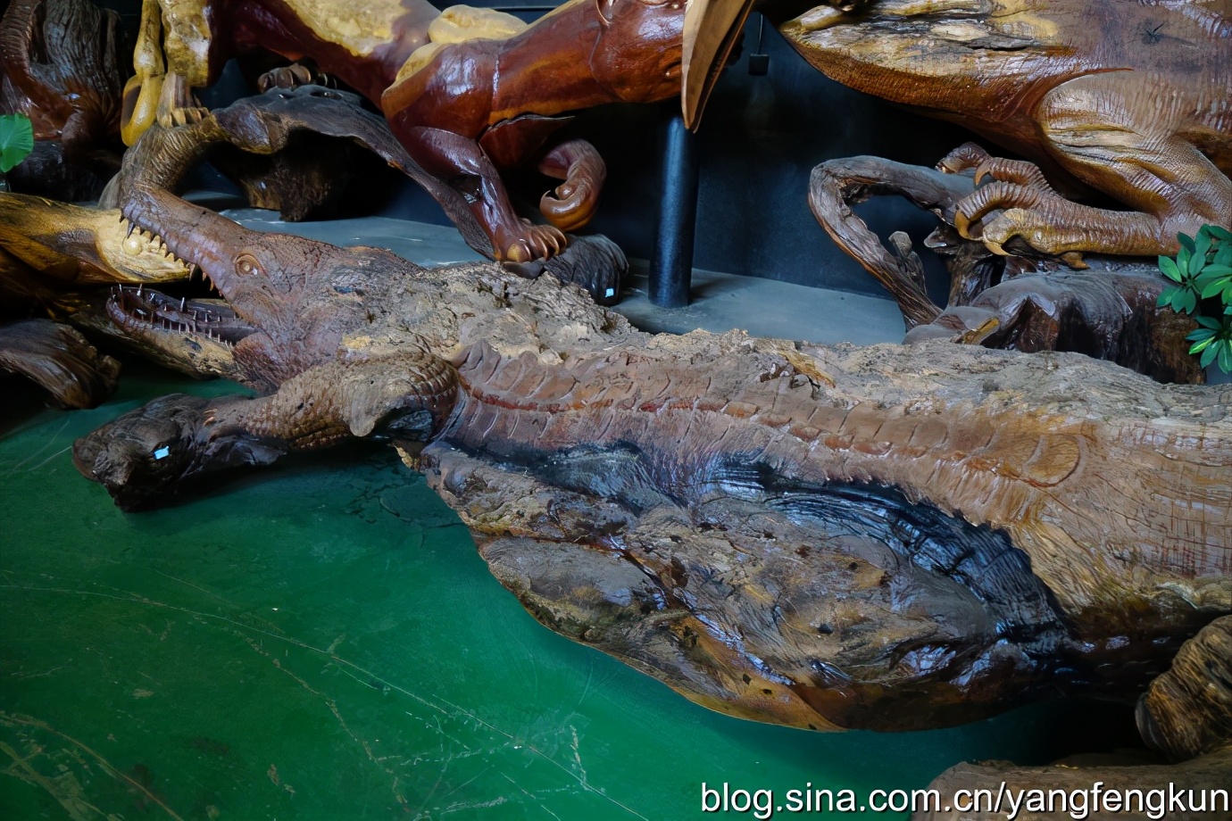 世界上最大的蜗牛介绍,全世界最大的蜗牛