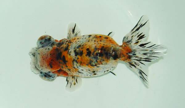 哪个品种的金鱼最漂亮最好看,传统金鱼国粹金鱼