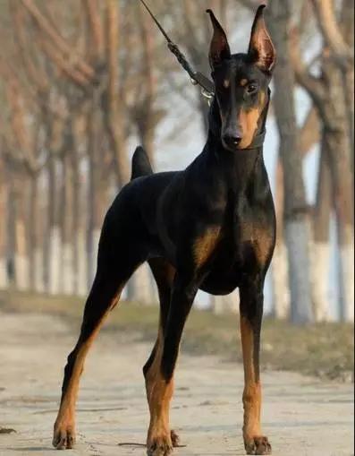 各种狗狗身价排名,各种狗的待遇对照表