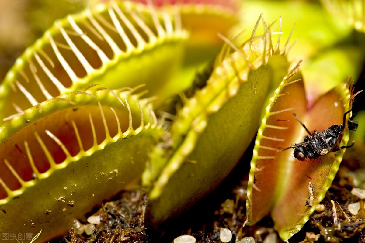 学会用蛋壳制作肥料抵抗害虫,红薯的临时仓库用什么抵抗害虫