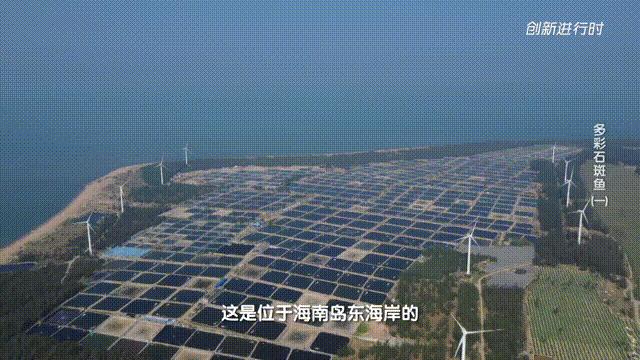 一条石斑鱼,一条石斑鱼一碗白饭