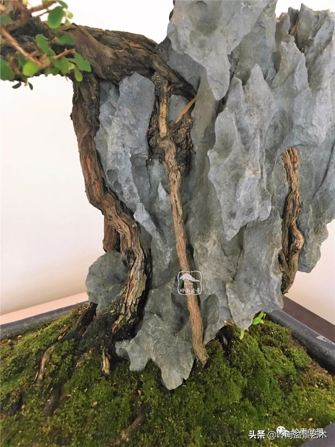 文人杂木盆景精品欣赏,可以做盆景的杂木图片大全