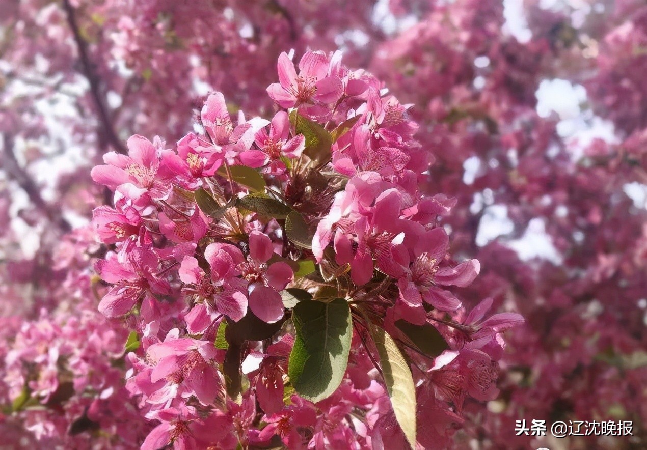 辽宁十大赏花景点,五一观花辽宁新去处