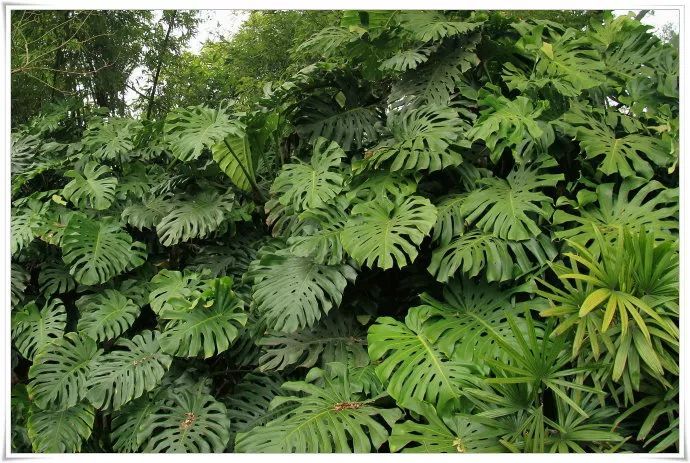 100种常见观叶植物图鉴史上最全,农村常见的100种植物