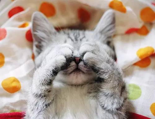 自家猫咪终于不再高冷懂得关心,为什么猫咪变得高冷了