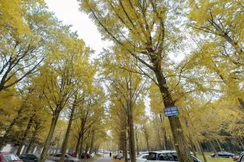 成都市区值得一去的银杏打卡,双流看银杏叶