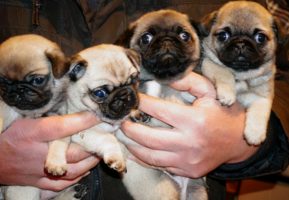 中国人最宜养的六种犬,最难养的六种犬