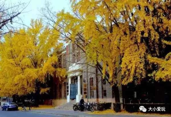 北京12处绝美的银杏林赏叶指南,北京银杏观赏地