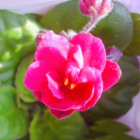 紫罗兰花卉大全,紫罗兰花卉盆栽图片