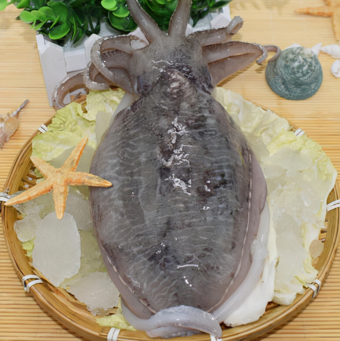 鲜嫩脆爽的北海墨鱼图片,墨鱼脆爽