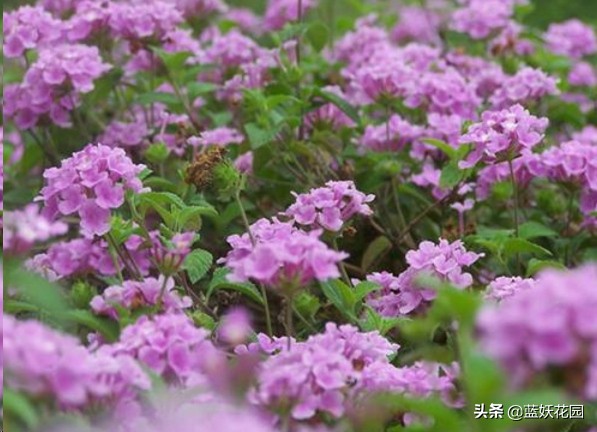 这4种花适合种在庭院中,庭院野草太多想种草皮
