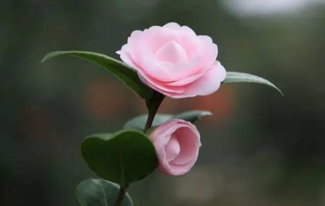 中国十大名花你认识几种呢,中国十大名花你喜欢哪种呢