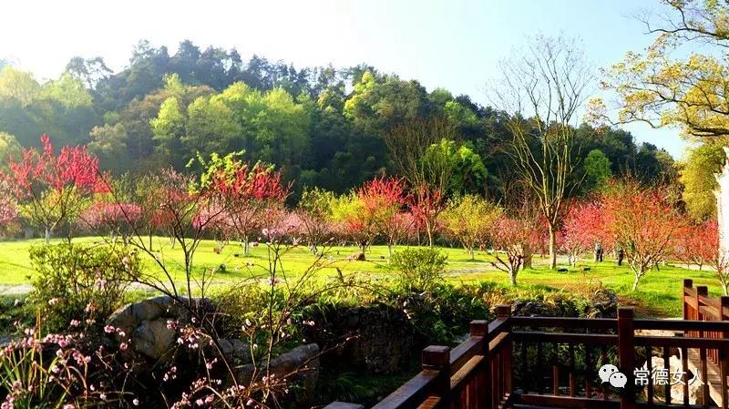 桃花源又见桃花开，盛景等君来，你若不来、花为谁开？