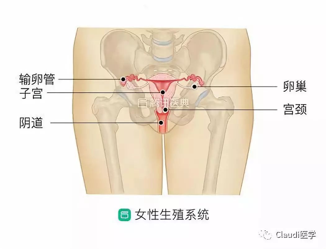 妇科第一癌症,妇科哪种癌致死率最高