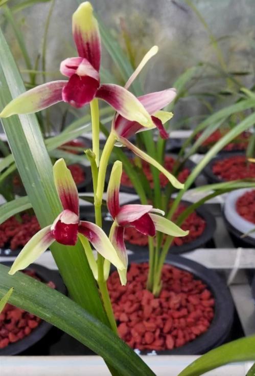 好养又好看又香又便宜的兰花品种,好养又好看又便宜又香的兰花品种