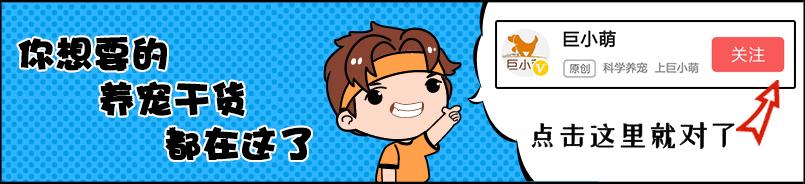 狗狗敏感咬人怎么办,狗狗防止犬吠的办法有哪些